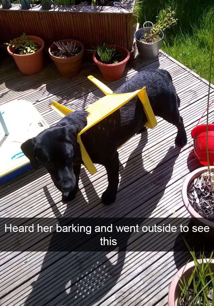 Hilarious Dog Snapchats