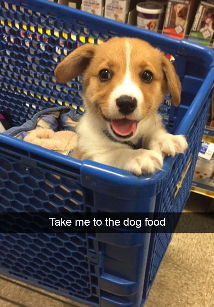Hilarious Dog Snapchats