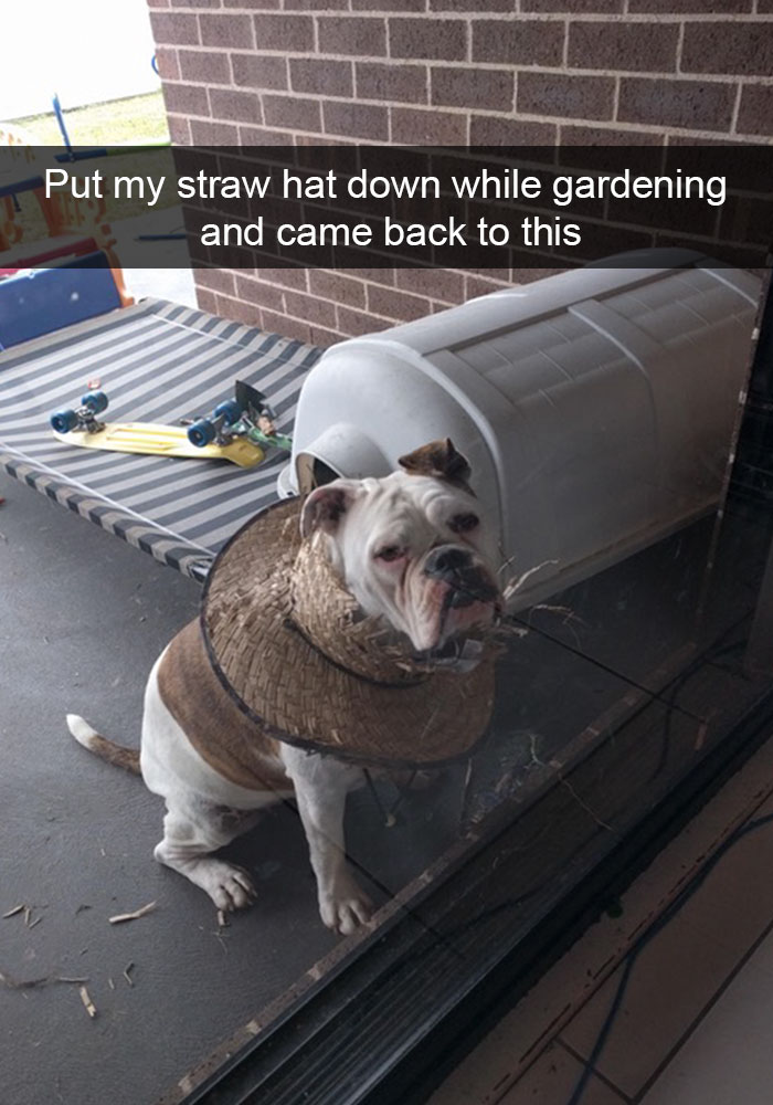 Hilarious Dog Snapchats