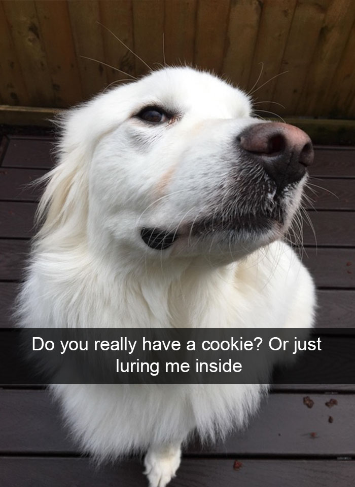 Hilarious Dog Snapchats