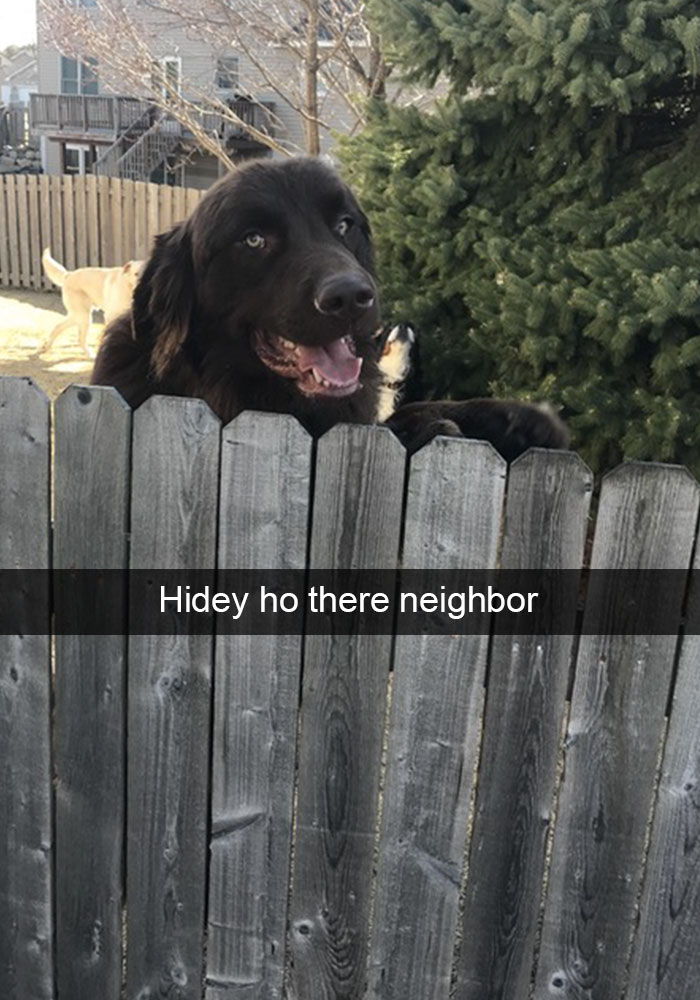 Hilarious Dog Snapchats