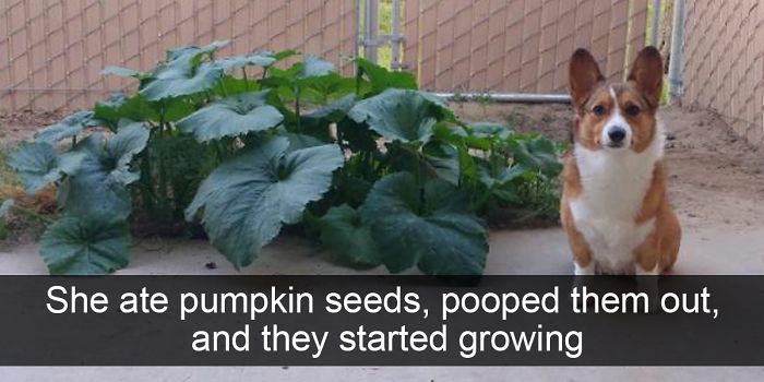 166 Hilarious Dog Snapchats That Are Impawsible Not To Laugh At (Part 2)