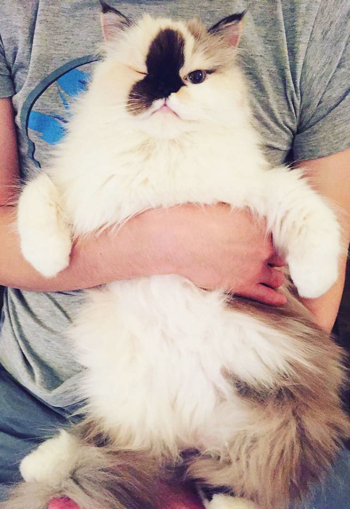 This Is The Lyfe 😉 Chillin With The Hoomans. How Are You Starting Your Caturday?