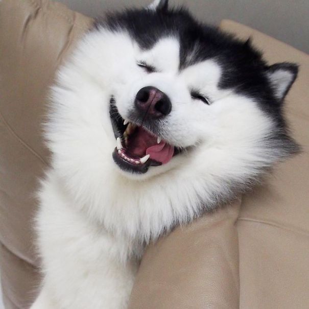 Husky Looks Like Panda