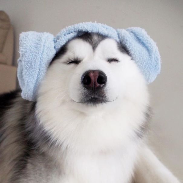 Husky Looks Like Panda