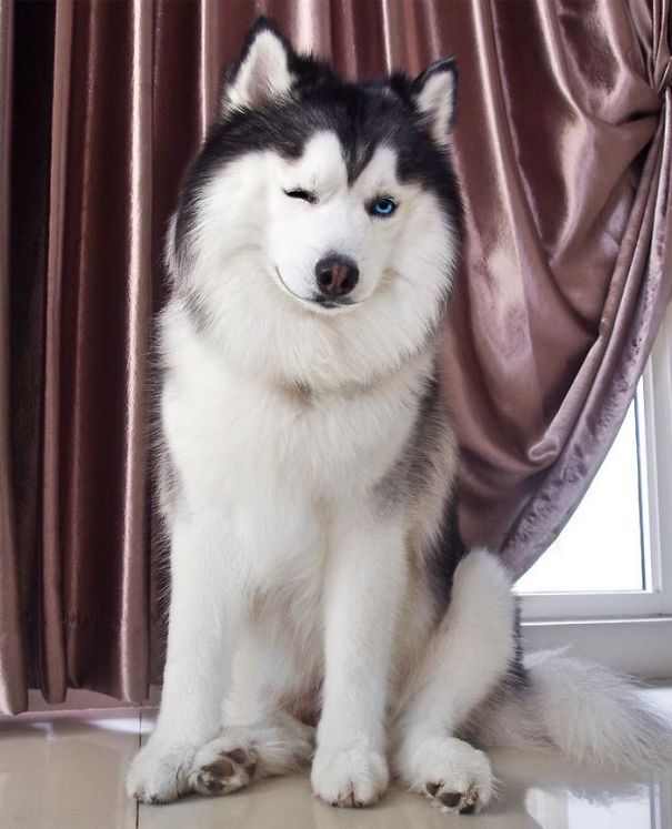Husky Looks Like Panda