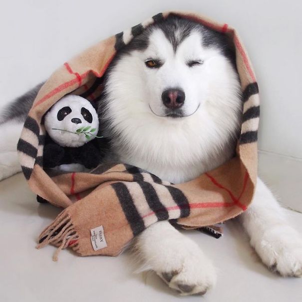 Husky Looks Like Panda