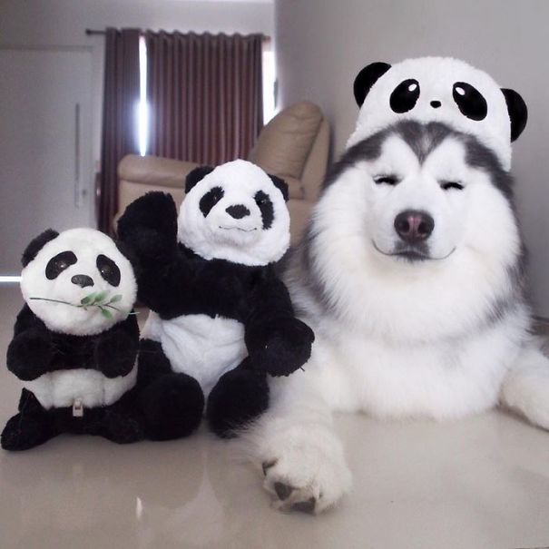 Husky Looks Like Panda
