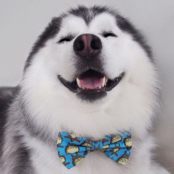 Husky Looks Like Panda