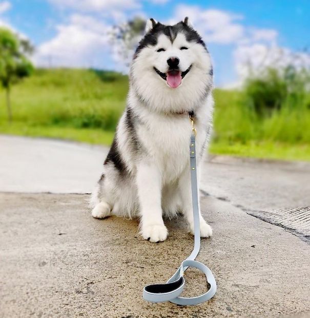 Husky Looks Like Panda