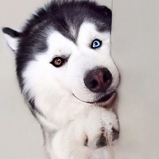 Husky Looks Like Panda
