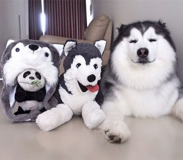 Husky Looks Like Panda