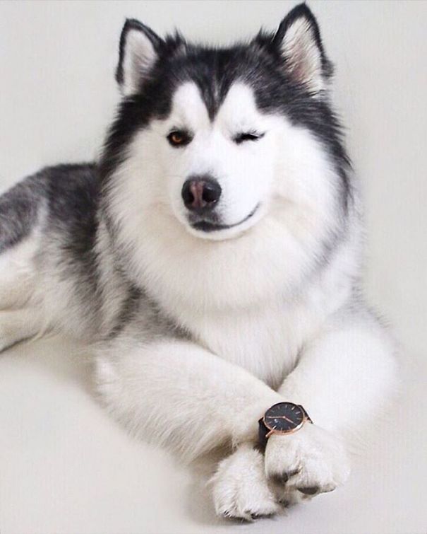 Husky Looks Like Panda
