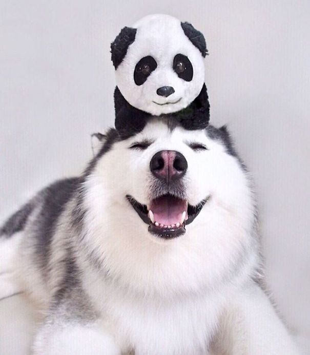 Husky Looks Like Panda
