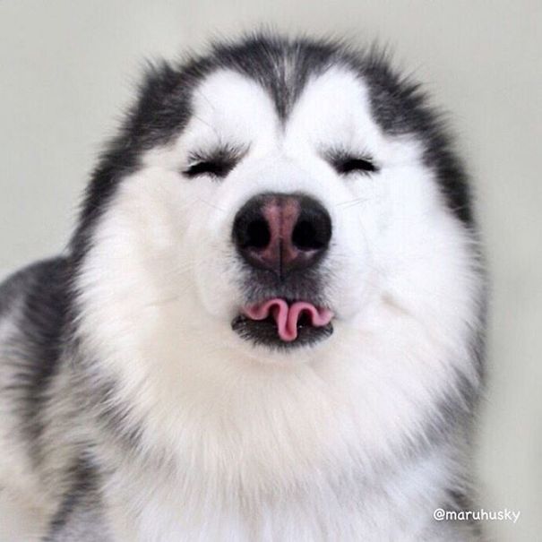 Husky Looks Like Panda