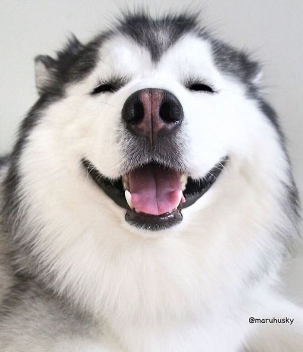 Husky Looks Like Panda