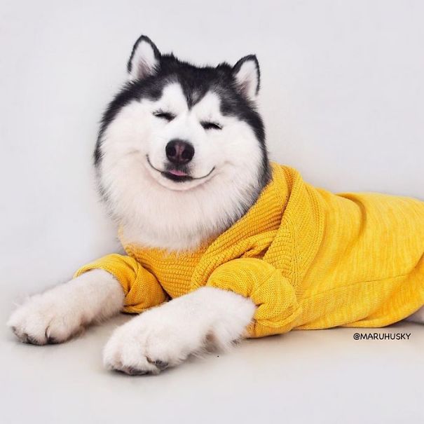 Husky Looks Like Panda