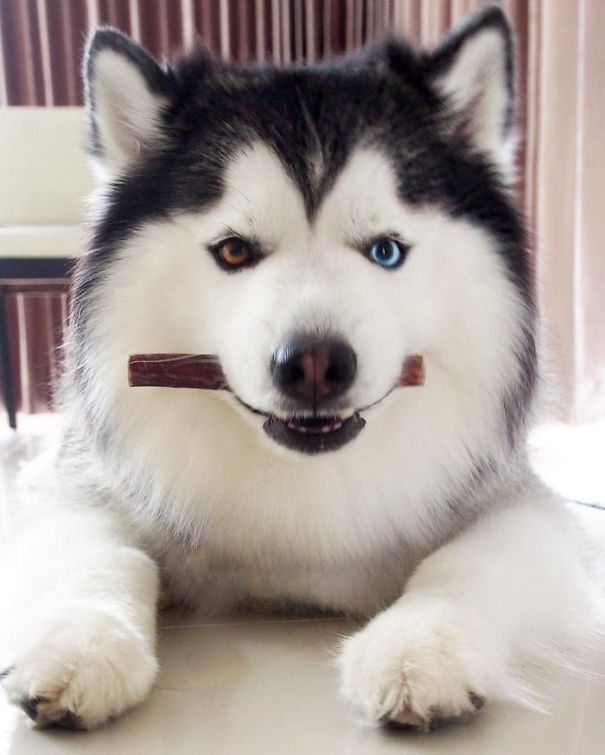 Husky Looks Like Panda