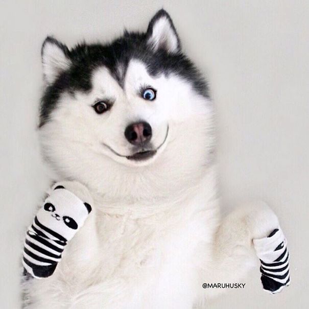 Husky Looks Like Panda