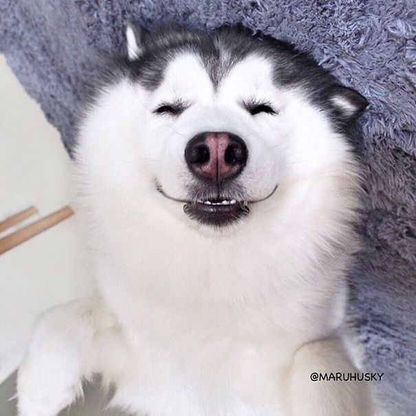 Husky Looks Like Panda