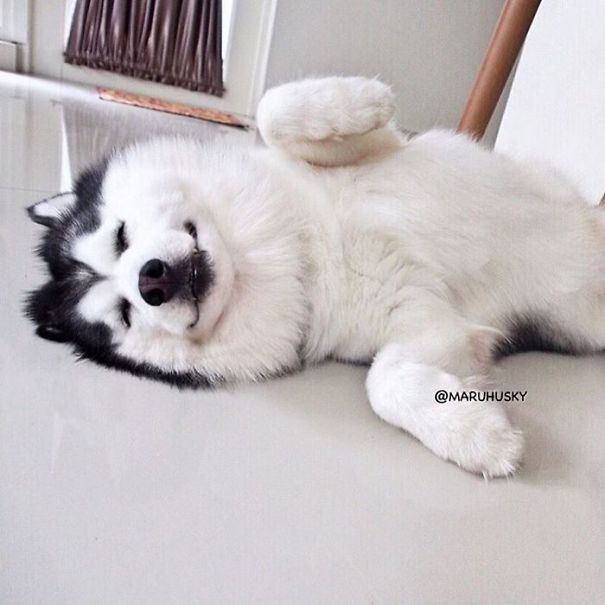 Husky Looks Like Panda