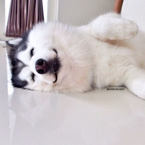 Husky Looks Like Panda