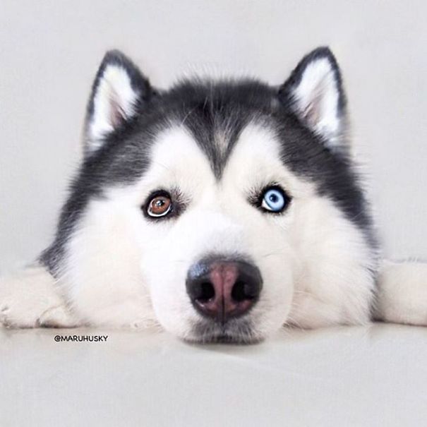 Husky Looks Like Panda