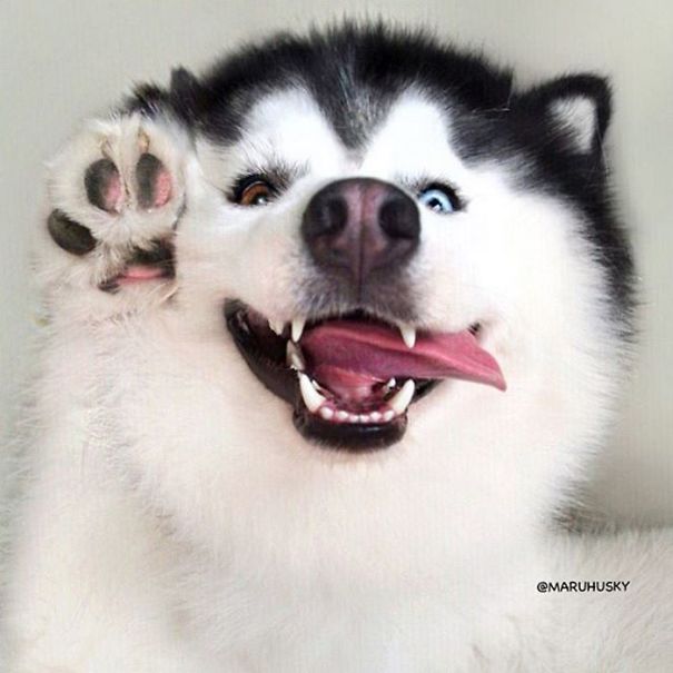 Husky Looks Like Panda