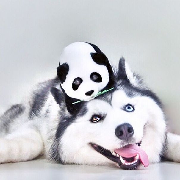 Husky Looks Like Panda