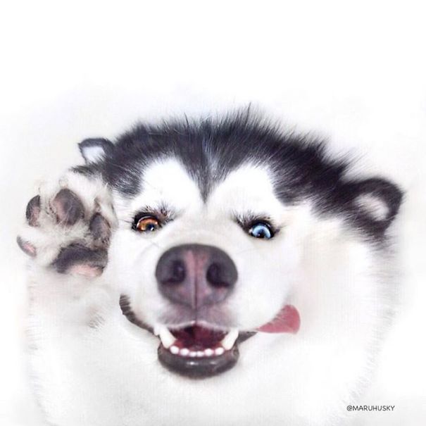 Husky Looks Like Panda
