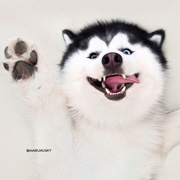 Husky Looks Like Panda