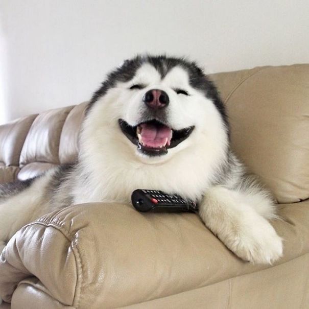 Husky Looks Like Panda