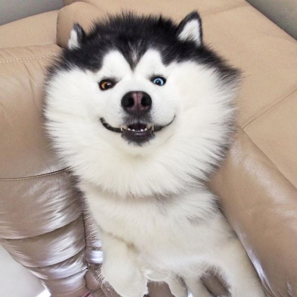 Husky Looks Like Panda