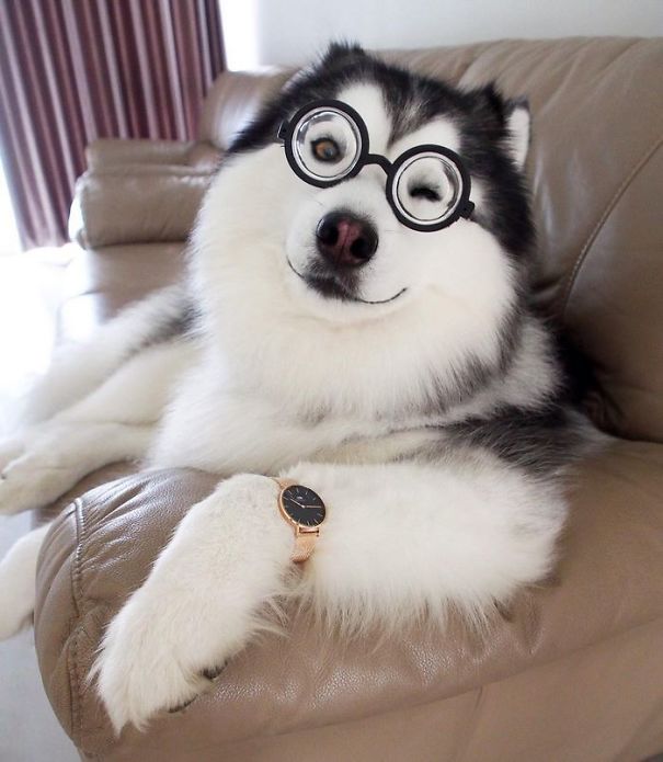 Husky Looks Like Panda