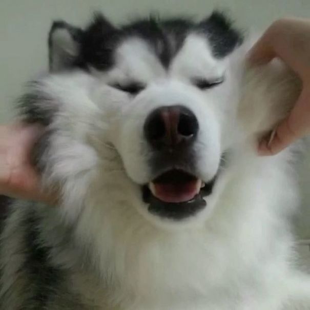 Husky Looks Like Panda