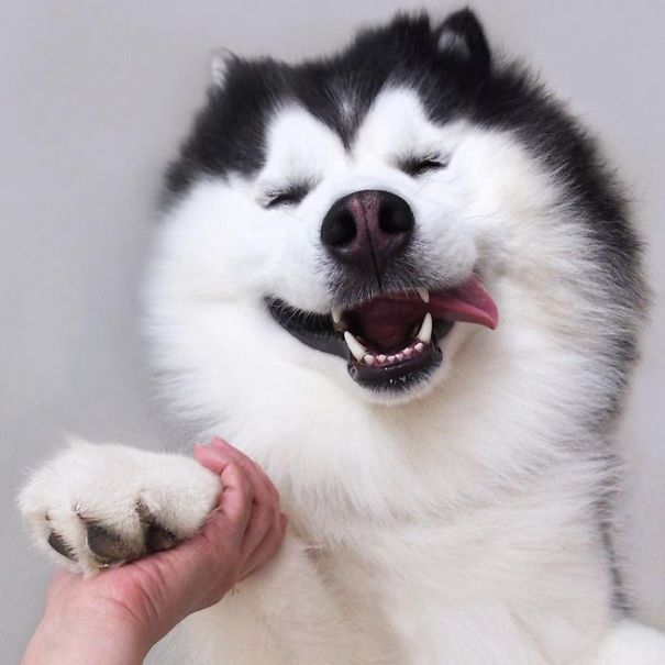 Husky Looks Like Panda