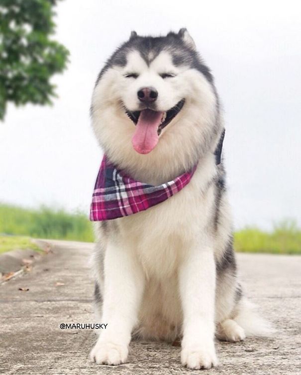 Husky Looks Like Panda