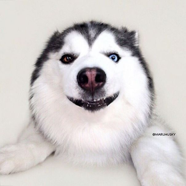 Husky Looks Like Panda