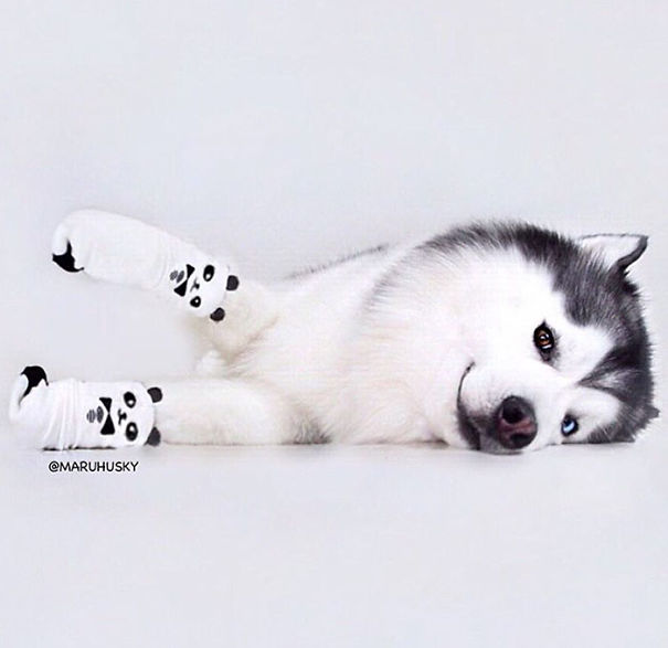 Husky Looks Like Panda