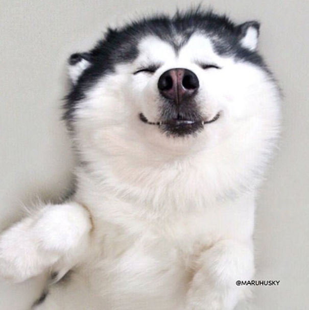 Husky Looks Like Panda