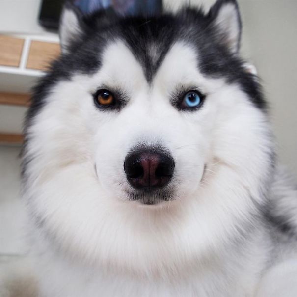 Husky Looks Like Panda