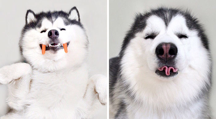 Meet Maru, The Happiest Husky In The World That Is Secretly A Panda