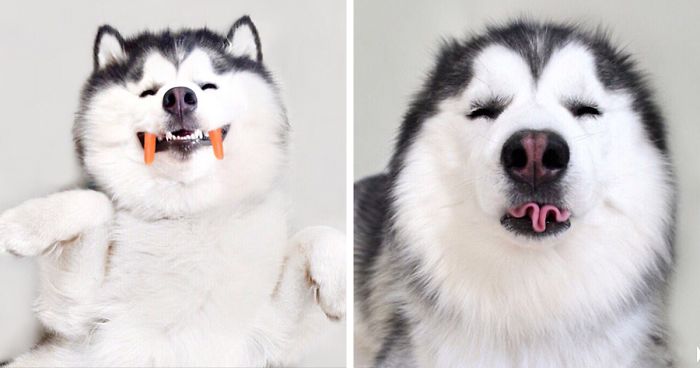 Este es Maru, el husky más feliz del mundo que es un panda en su interior