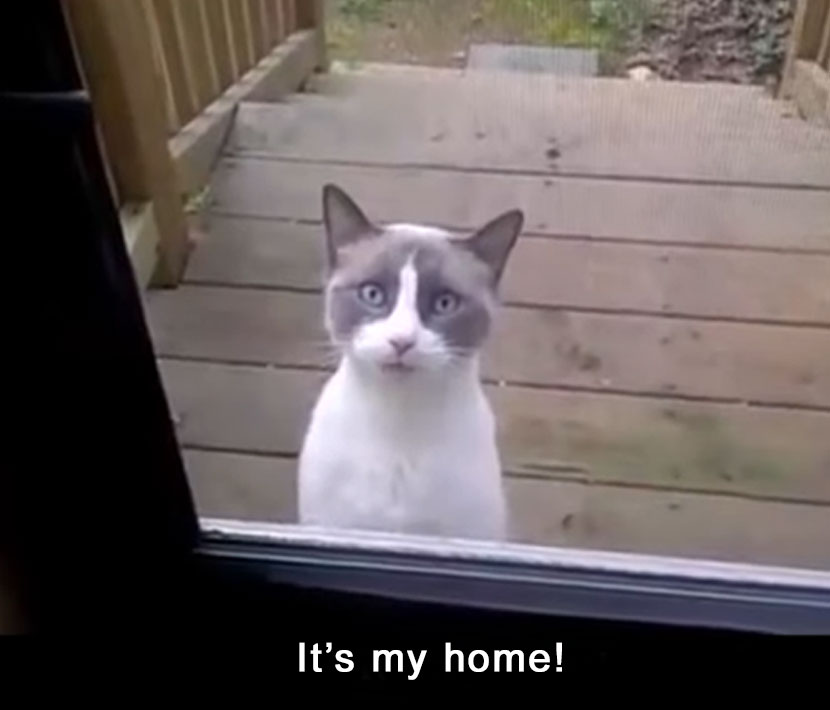 If A Cat Learned French