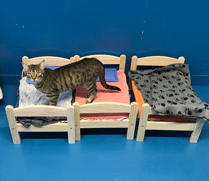 ikea-donates-doll-beds-shelter-cats-1 ikea-donates-doll-beds-shelter-cats-1