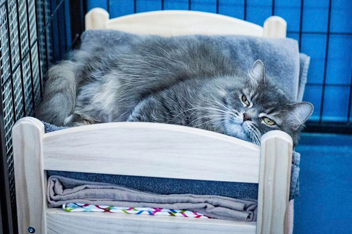 ikea-donates-doll-beds-shelter-cats-2 ikea-donates-doll-beds-shelter-cats-2