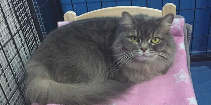 ikea-donates-doll-beds-shelter-cats-5 ikea-donates-doll-beds-shelter-cats-5