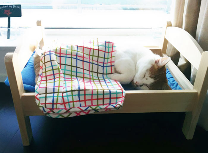 ikea-donates-doll-beds-shelter-cats-7 ikea-donates-doll-beds-shelter-cats-7
