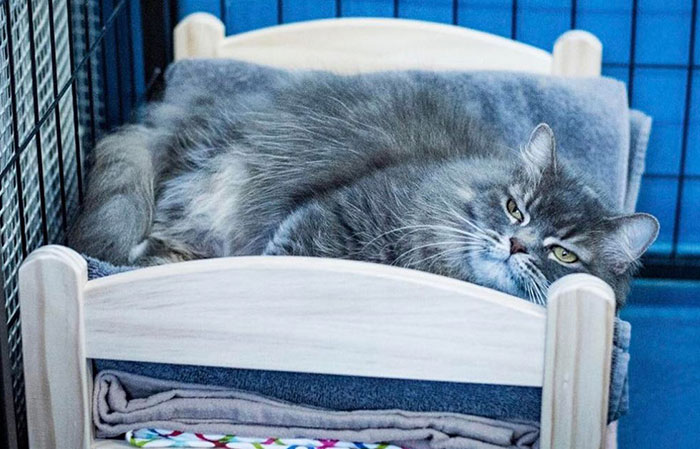 IKEA Donates Doll Beds For Shelter Cats, And It’s Just Too Adorable