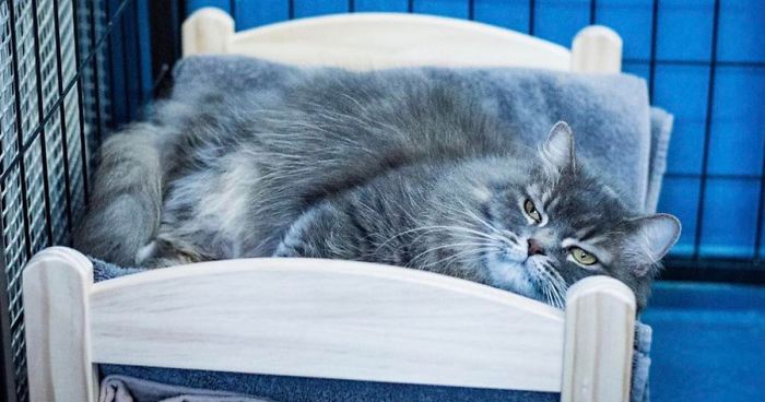 IKEA Donates Doll Beds To Shelter Cats, Saves Them From Having To Sleep On A Cold FloorIKEA Donates Doll Beds To Shelter Cats, Saves Them From Having To Sleep On A Cold Floor